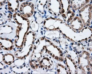 Anti-SATB1 antibody [11E8] used in IHC (Paraffin sections) (IHC-P). GTX83679