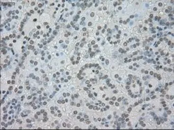 Anti-SATB1 antibody [13D6] used in IHC (Paraffin sections) (IHC-P). GTX83682