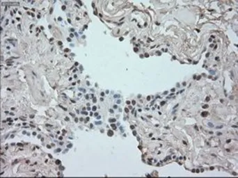 Anti-SATB1 antibody [13D6] used in IHC (Paraffin sections) (IHC-P). GTX83682