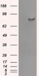 Anti-SATB1 antibody [13D6] used in Western Blot (WB). GTX83682