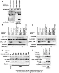 Anti-SAMHD1 antibody [1F6] used in Western Blot (WB). GTX83687