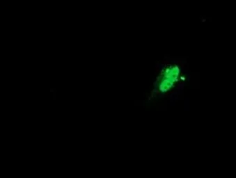 Anti-SAMHD1 antibody [1F6] used in Immunocytochemistry/ Immunofluorescence (ICC/IF). GTX83687