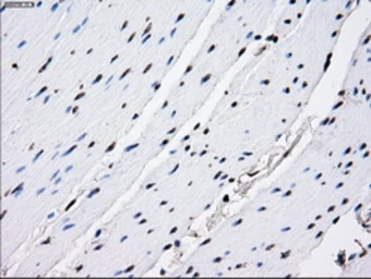 Anti-RPA32 antibody [8B3] used in IHC (Paraffin sections) (IHC-P). GTX83688