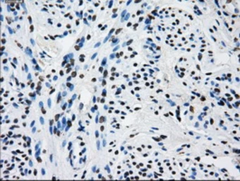 Anti-RPA32 antibody [8B3] used in IHC (Paraffin sections) (IHC-P). GTX83688