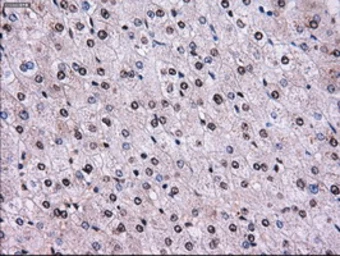 Anti-RPA32 antibody [8B3] used in IHC (Paraffin sections) (IHC-P). GTX83688