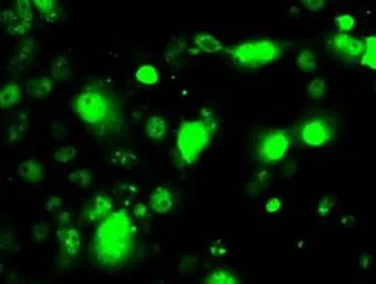 Anti-RPA32 antibody [8B3] used in Immunocytochemistry/ Immunofluorescence (ICC/IF). GTX83688