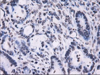 Anti-RPA32 antibody [1H10] used in IHC (Paraffin sections) (IHC-P). GTX83691
