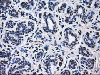 Anti-RPA32 antibody [1H10] used in IHC (Paraffin sections) (IHC-P). GTX83691