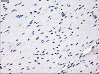 Anti-RPA32 antibody [1H10] used in IHC (Paraffin sections) (IHC-P). GTX83691