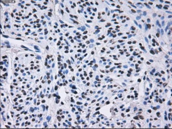 Anti-RPA32 antibody [1H10] used in IHC (Paraffin sections) (IHC-P). GTX83691