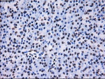 Anti-RPA32 antibody [1H10] used in IHC (Paraffin sections) (IHC-P). GTX83691