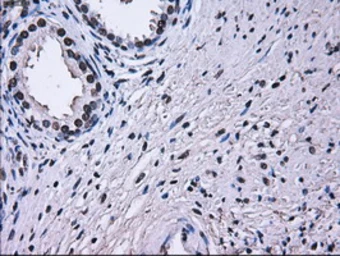 Anti-RPA32 antibody [1H10] used in IHC (Paraffin sections) (IHC-P). GTX83691