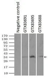 Anti-RPA32 antibody [1H10] used in Immunoprecipitation (IP). GTX83691