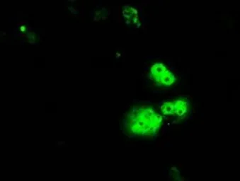 Anti-RPA32 antibody [1H10] used in Immunocytochemistry/ Immunofluorescence (ICC/IF). GTX83691