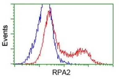 Anti-RPA32 antibody [7C12] used in Flow cytometry (FCM). GTX83695