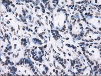 Anti-RPA32 antibody [7C12] used in IHC (Paraffin sections) (IHC-P). GTX83695