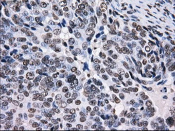 Anti-RPA32 antibody [7C12] used in IHC (Paraffin sections) (IHC-P). GTX83695