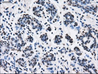 Anti-RPA32 antibody [7C12] used in IHC (Paraffin sections) (IHC-P). GTX83695