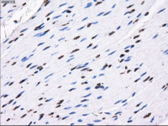 Anti-RPA32 antibody [7C12] used in IHC (Paraffin sections) (IHC-P). GTX83695