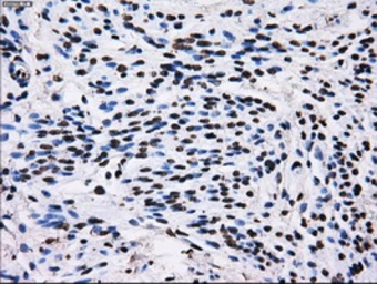 Anti-RPA32 antibody [7C12] used in IHC (Paraffin sections) (IHC-P). GTX83695