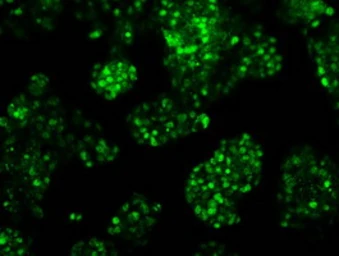 Anti-RPA32 antibody [7C12] used in Immunocytochemistry/ Immunofluorescence (ICC/IF). GTX83695