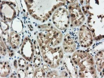 Anti-Ribonuclease Inhibitor antibody [3F11] used in IHC (Paraffin sections) (IHC-P). GTX83696
