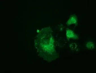 Anti-Ribonuclease Inhibitor antibody [4G4] used in Immunocytochemistry/ Immunofluorescence (ICC/IF). GTX83697
