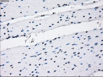 Anti-RNF144B antibody [9H10] used in IHC (Paraffin sections) (IHC-P). GTX83704