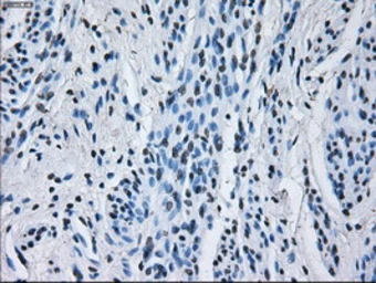 Anti-RNF144B antibody [9H10] used in IHC (Paraffin sections) (IHC-P). GTX83704