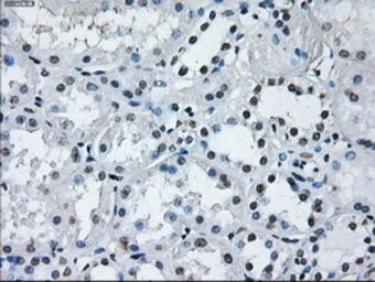 Anti-RNF144B antibody [9H10] used in IHC (Paraffin sections) (IHC-P). GTX83704