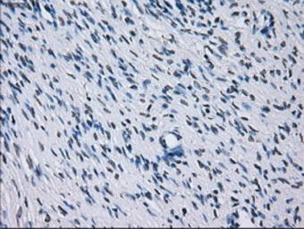 Anti-RNF144B antibody [9H10] used in IHC (Paraffin sections) (IHC-P). GTX83704