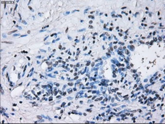 Anti-RNF144B antibody [9H10] used in IHC (Paraffin sections) (IHC-P). GTX83704