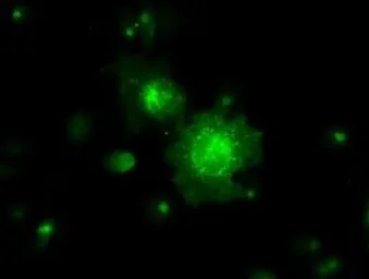 Anti-RNF144B antibody [11F4] used in Immunocytochemistry/ Immunofluorescence (ICC/IF). GTX83705