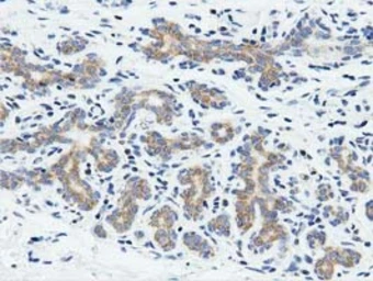 Anti-RIT2 antibody [3F4] used in IHC (Paraffin sections) (IHC-P). GTX83710
