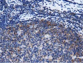 Anti-RIT2 antibody [3F4] used in IHC (Paraffin sections) (IHC-P). GTX83710