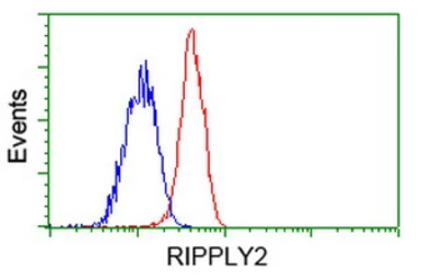 Anti-RIPPLY2 antibody [1B5] used in Flow cytometry (FCM). GTX83713