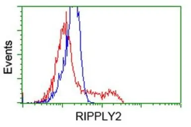 Anti-RIPPLY2 antibody [1B5] used in Flow cytometry (FCM). GTX83713