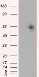 Anti-RIC8A antibody [3G3] used in Western Blot (WB). GTX83714