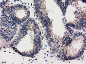Anti-RASD2 antibody [1G1] used in IHC (Paraffin sections) (IHC-P). GTX83722