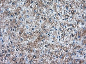 Anti-RANGAP1 antibody [1B4] used in IHC (Paraffin sections) (IHC-P). GTX83725