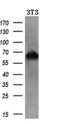 Anti-RANGAP1 antibody [1B4] used in Western Blot (WB). GTX83725