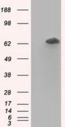 Anti-RANGAP1 antibody [1B4] used in Western Blot (WB). GTX83725