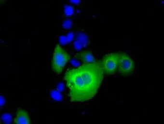 Anti-RANGAP1 antibody [1B4] used in Immunocytochemistry/ Immunofluorescence (ICC/IF). GTX83725