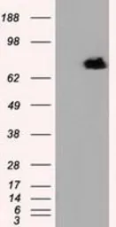 Anti-RALBP1 antibody [6C6] used in Western Blot (WB). GTX83726