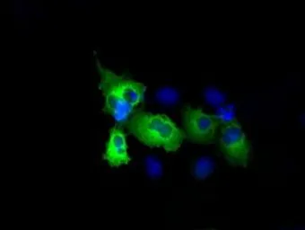 Anti-RALBP1 antibody [6C6] used in Immunocytochemistry/ Immunofluorescence (ICC/IF). GTX83726