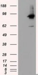 Anti-RALBP1 antibody [1H9] used in Western Blot (WB). GTX83727