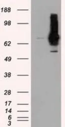 Anti-RALBP1 antibody [11B2] used in Western Blot (WB). GTX83728