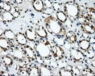 Anti-RALBP1 antibody [6G10] used in IHC (Paraffin sections) (IHC-P). GTX83730