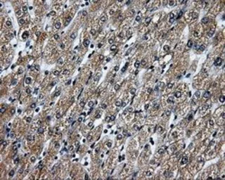 Anti-RALBP1 antibody [6G10] used in IHC (Paraffin sections) (IHC-P). GTX83730