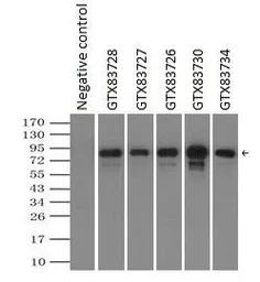 Anti-RALBP1 antibody [6G10] used in Immunoprecipitation (IP). GTX83730